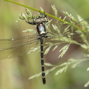 Eusynthemis guttata at Paddys River, ACT - 30 Dec 2022