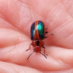 Calomela curtisi (Acacia leaf beetle) at Molonglo Valley, ACT - 30 Dec 2022 by CathB