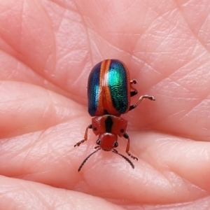 Calomela curtisi at Molonglo Valley, ACT - 30 Dec 2022 11:28 AM