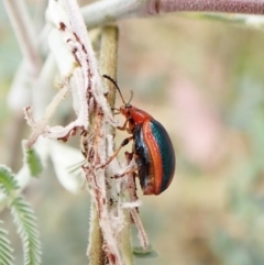 Calomela curtisi at Molonglo Valley, ACT - 30 Dec 2022