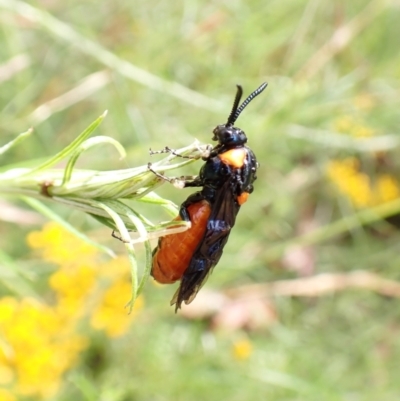 Lophyrotoma interrupta (Cattle Poisoning Sawfly) at Cook, ACT - 29 Dec 2022 by CathB