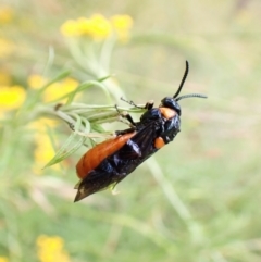 Lophyrotoma interrupta at Cook, ACT - 30 Dec 2022 10:41 AM