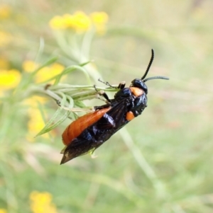 Lophyrotoma interrupta at Cook, ACT - 30 Dec 2022 10:41 AM