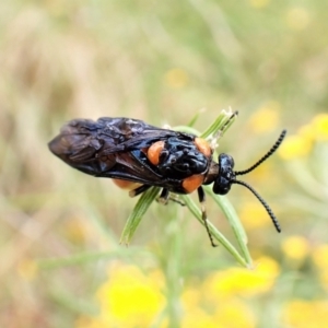 Lophyrotoma interrupta at Cook, ACT - 30 Dec 2022 10:41 AM