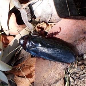 Panesthia australis at Cook, ACT - 23 Dec 2022