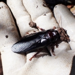 Panesthia australis at Cook, ACT - 23 Dec 2022