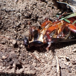 Panesthia australis at Cook, ACT - suppressed