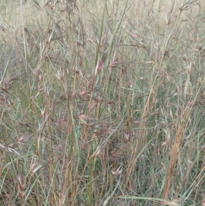 Themeda triandra at Jerrabomberra, ACT - 30 Dec 2022 09:52 AM