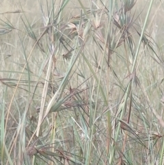 Themeda triandra at Jerrabomberra, ACT - 30 Dec 2022 09:52 AM