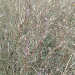 Themeda triandra at Jerrabomberra, ACT - 30 Dec 2022 09:52 AM