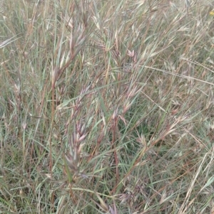 Themeda triandra at Jerrabomberra, ACT - 30 Dec 2022 09:52 AM