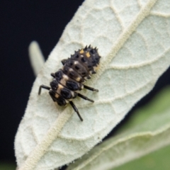 Harmonia conformis (Common Spotted Ladybird) at Tidbinbilla Nature Reserve - 30 Dec 2022 by SWishart