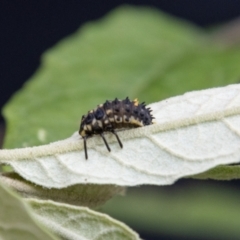 Harmonia conformis at Paddys River, ACT - 30 Dec 2022