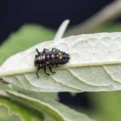 Harmonia conformis at Paddys River, ACT - 30 Dec 2022