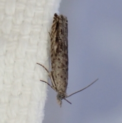 Holocola (genus) (Olethreutinae) at Cook, ACT - 29 Dec 2022 by CathB