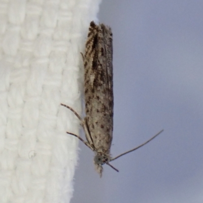 Holocola (genus) (Olethreutinae) at Cook, ACT - 29 Dec 2022 by CathB