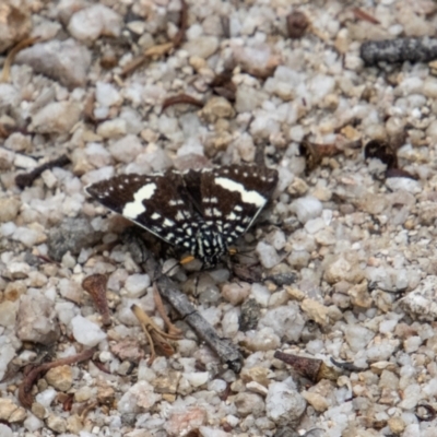 Idalima affinis (A day flying moth) at Tidbinbilla Nature Reserve - 30 Dec 2022 by SWishart