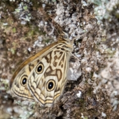 Geitoneura acantha (Ringed Xenica) at Paddys River, ACT - 30 Dec 2022 by SWishart