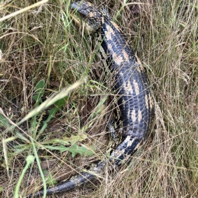 Tiliqua nigrolutea (Blotched Blue-tongue) at Wamboin, NSW - 30 Dec 2022 by alicemcglashan