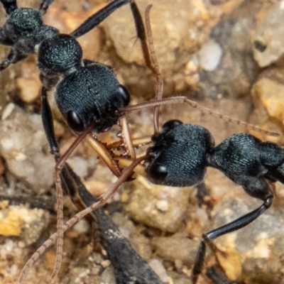 Myrmecia tarsata (Bull ant or Bulldog ant) at Paddys River, ACT - 30 Dec 2022 by SWishart