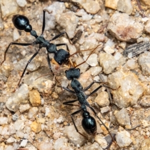 Myrmecia tarsata at Paddys River, ACT - 30 Dec 2022