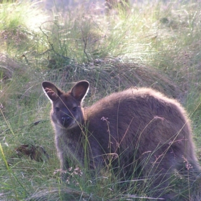 Notamacropus rufogriseus (Red-necked Wallaby) at Cradle Mountain, TAS - 28 Jan 2011 by MatthewFrawley