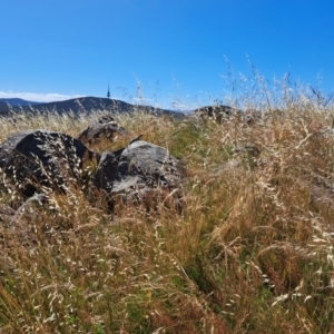 Egernia cunninghami at Cook, ACT - 9 Dec 2022