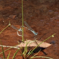 Austrolestes leda (Wandering Ringtail) at Bundanoon, NSW - 28 Dec 2022 by GlossyGal