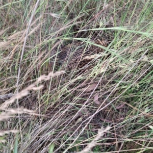 Tachyglossus aculeatus at Cook, ACT - 8 Dec 2022 06:33 PM