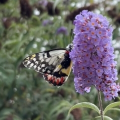 Delias aganippe (Spotted Jezebel) at Murrumbateman, NSW - 30 Dec 2022 by SimoneC