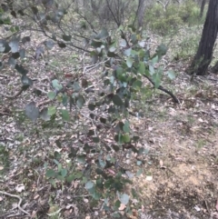 Eucalyptus polyanthemos (Red Box) at Taradale, VIC - 11 Dec 2022 by Tapirlord