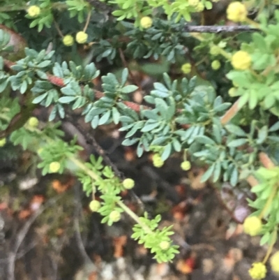 Acacia mitchellii at Taradale, VIC - 11 Dec 2022 by Tapirlord