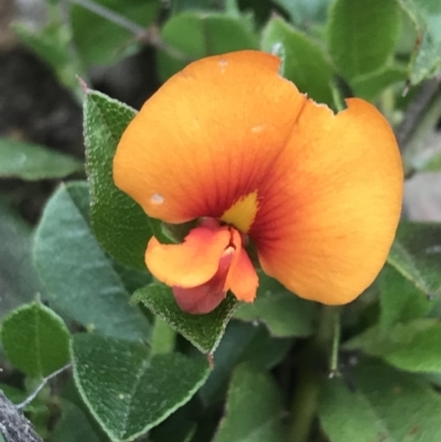 Podolobium procumbens (Trailing Shaggy-Pea) at Taradale, VIC - 11 Dec 2022 by Tapirlord