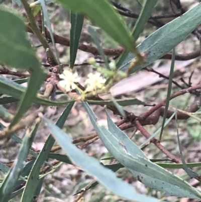 Acacia leprosa (Leper Wattle, Cinnamon Wattle) at Taradale, VIC - 11 Dec 2022 by Tapirlord