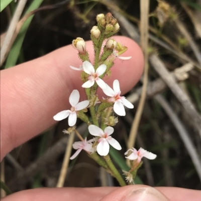 Stylidium graminifolium (grass triggerplant) at Taradale, VIC - 11 Dec 2022 by Tapirlord