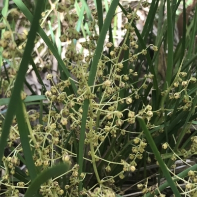 Lomandra filiformis (Wattle Mat-rush) at Taradale, VIC - 10 Dec 2022 by Tapirlord