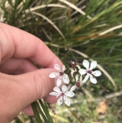 Burchardia umbellata (Milkmaids) at Taradale, VIC - 11 Dec 2022 by Tapirlord