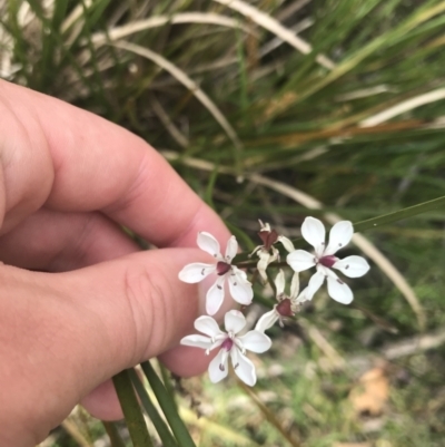 Burchardia umbellata (Milkmaids) at Taradale, VIC - 11 Dec 2022 by Tapirlord