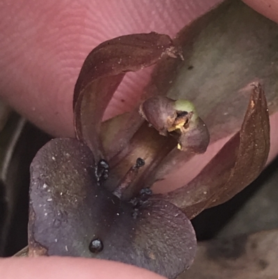 Chiloglottis valida (Large Bird Orchid) at Taradale, VIC - 10 Dec 2022 by Tapirlord