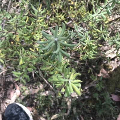 Persoonia rigida (Hairy Geebung) at Taradale, VIC - 11 Dec 2022 by Tapirlord