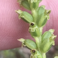 Microtis sp. (Onion Orchid) at Taradale, VIC - 10 Dec 2022 by Tapirlord