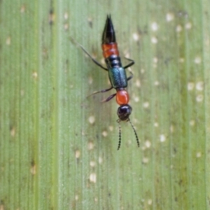 Paederus sp. (genus) at Murrumbateman, NSW - 30 Dec 2022