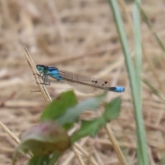 Ischnura heterosticta (Common Bluetail Damselfly) at Tuggeranong Creek to Monash Grassland - 29 Dec 2022 by RodDeb