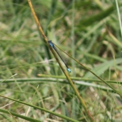 Ischnura heterosticta at Monash, ACT - 29 Dec 2022