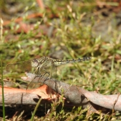 Orthetrum caledonicum (Blue Skimmer) at Bundanoon, NSW - 27 Dec 2022 by GlossyGal