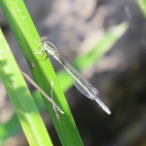 Ischnura aurora at Monash, ACT - 29 Dec 2022