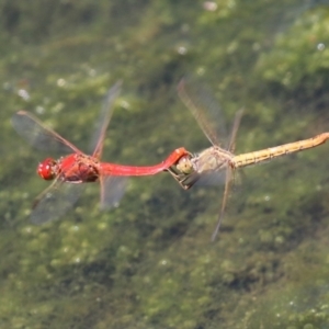 Diplacodes haematodes at Monash, ACT - 29 Dec 2022