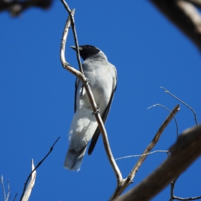 Coracina novaehollandiae (Black-faced Cuckooshrike) at Bundanoon, NSW - 27 Dec 2022 by GlossyGal