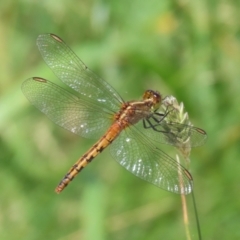 Diplacodes melanopsis (Black-faced Percher) at Tuggeranong Creek to Monash Grassland - 29 Dec 2022 by RodDeb