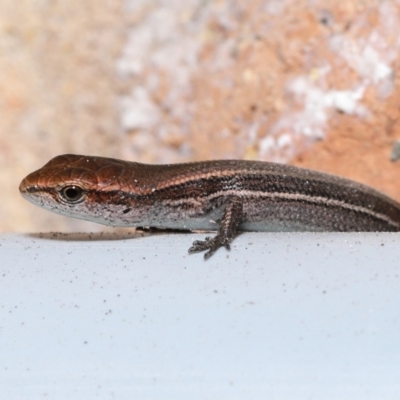 Lampropholis delicata (Delicate Skink) at Wellington Point, QLD - 14 Dec 2022 by TimL